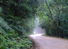 Knysna Forest