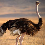 Ostrich
