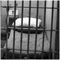 Prison Cell
