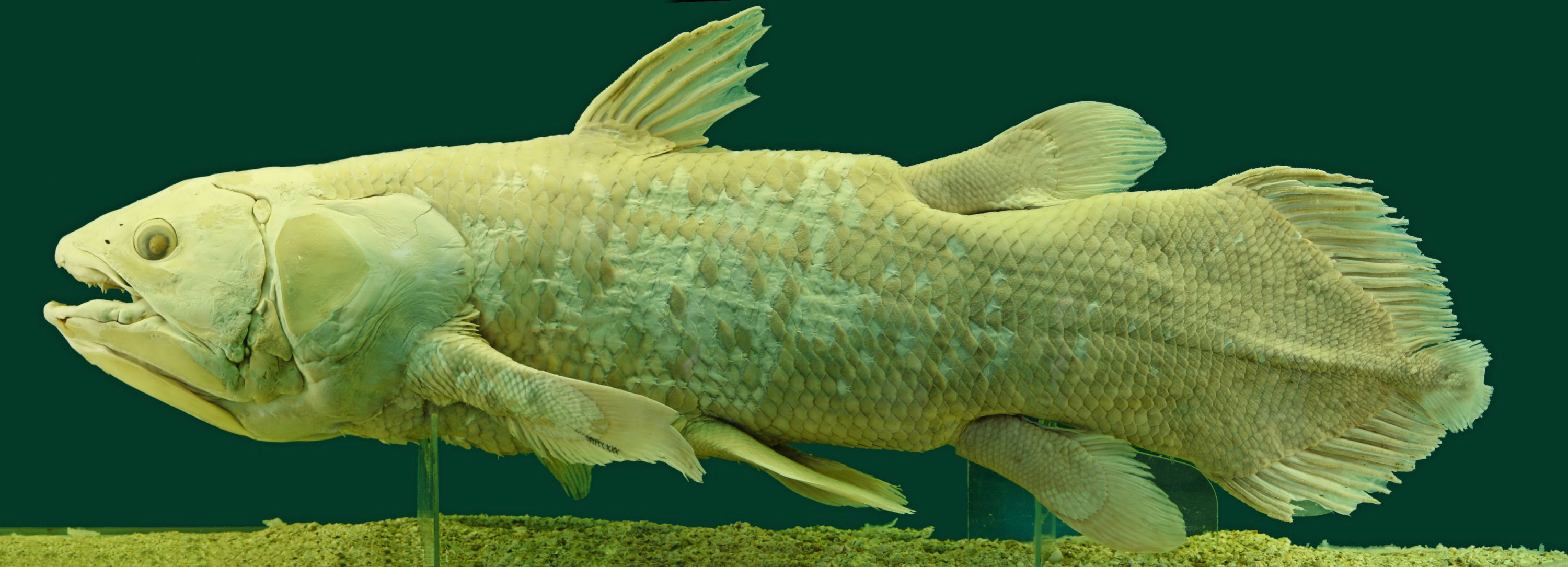 A fishing trawler off the South African Coast catches a coelacanth