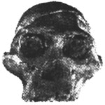 Mrs Ples, the skull found at the Sterkfontein caves by Professor Raymond Dart in 1947