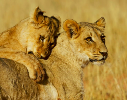 https://www.krugerpark.co.za/images/lions-popular-wildlife-kruger-park-590x390.jpg