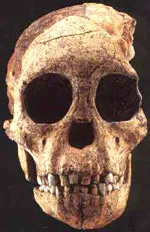 The Taung Child portrait