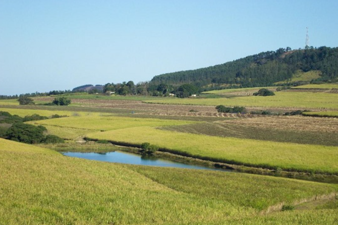 https://eshowe.com/assets/Sugar-Plantations01.jpg