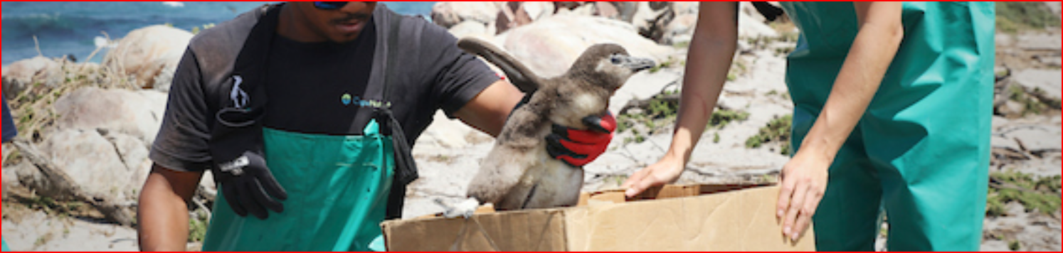 https://sanccob.co.za/wp-content/uploads/2022/05/%C2%A9Dan-Callister-sanccob-penguin-chick-rescued.jpg