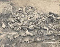 Three cases of Buboinic plague are reported in Cape Town