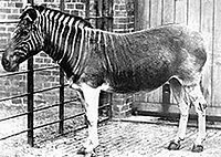 The last quagga in the world dies in a zoo in Amsterdam, the Netherlands