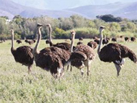 The South African Government orders the slaughter of 30 000 ostriches in an effort to contain an outbreak of bird flu