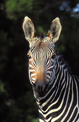 The first mountain zebra foal is born in at the National Mountain Zebra Park