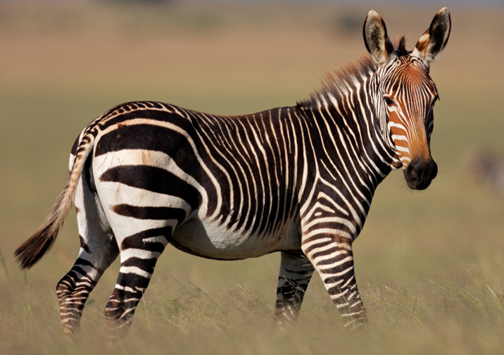 Mountain Zebra National Park, Karoo Region of Cradock | South African  History Online