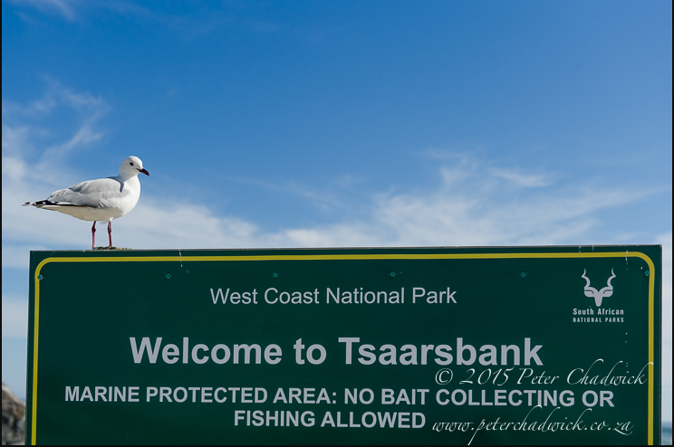 http://www.photodestination.co.za/images/peter_blog_post/Langebaan_MPA/2_West_Coast_National_Park_PeterChadwick_AfricanConservationPhotographer.jpg