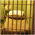 Dieter and Ruth Gerhard are detained