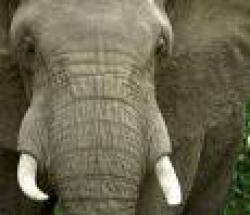 Elephant poaching