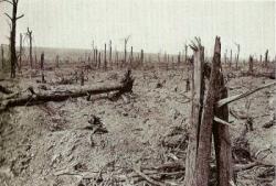 Delville wood