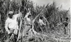 Indentured labourers working on a sugar cane field