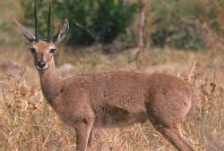 https://www.kruger park.co.za/africa_rhebuck.html