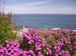 https://www.kommetjie.org/wp-content/uploads/2013/01/Kommetjie-Daisies.jp