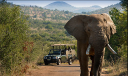 https://www.pilanesbergnationalpark.org/wp-content/uploads/2018/11/PNPSafari-400x280.jpg