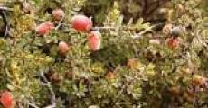 https://www.wildflowernursery.co.za