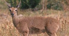 https://www.kruger park.co.za/africa_rhebuck.html