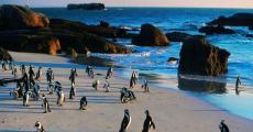 https://www.capepointroute.co.za/moreinfoOther.php?aID=110