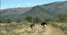 https://media-cdn.tripadvisor.com/media/photo-s/0f/34/da/7e/ostriches-with-chicks.jpg