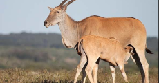 http://www.krugerpark.co.za/images/eland-rmiller-590x400.jpg