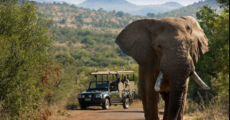 https://www.pilanesbergnationalpark.org/wp-content/uploads/2018/11/PNPSafari-400x280.jpg