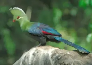 Knysna Forest