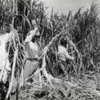 Indentured labourers working on a sugar cane field