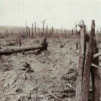 Delville wood