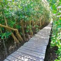 www.kznwildlife.com/beachwood-mangrove-overview.html