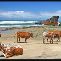 https://www.wildcoastholidays.com/cattle-shipwreck-beach.jpg