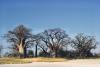 568px-botswana_nxai_pan_np_baynes_baobabs.jpg