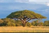 https://thumbs.dreamstime.com/z/african-acacia-tree-3095142.jpg