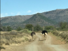 https://media-cdn.tripadvisor.com/media/photo-s/0f/34/da/7e/ostriches-with-chicks.jpg